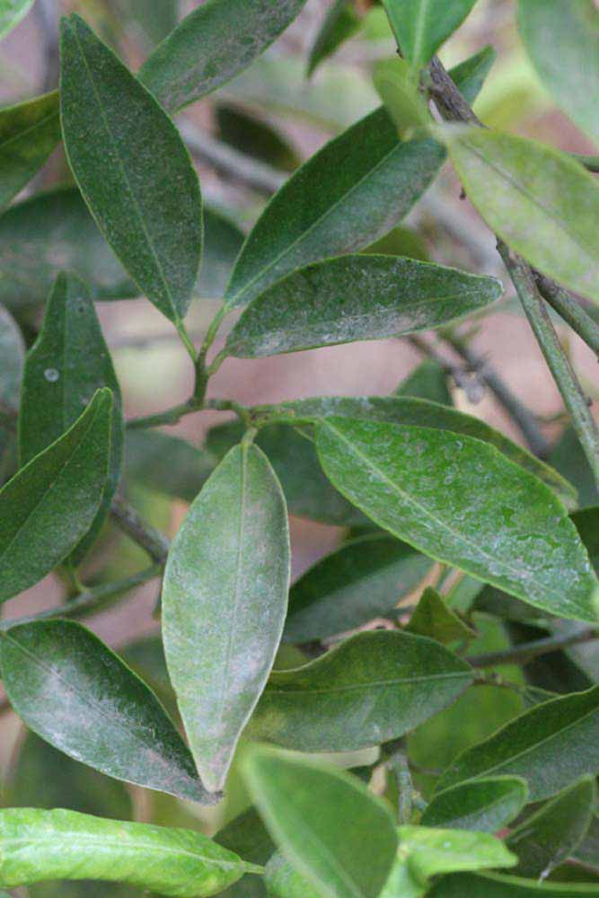              Shade leaves (Riverside, CA)       